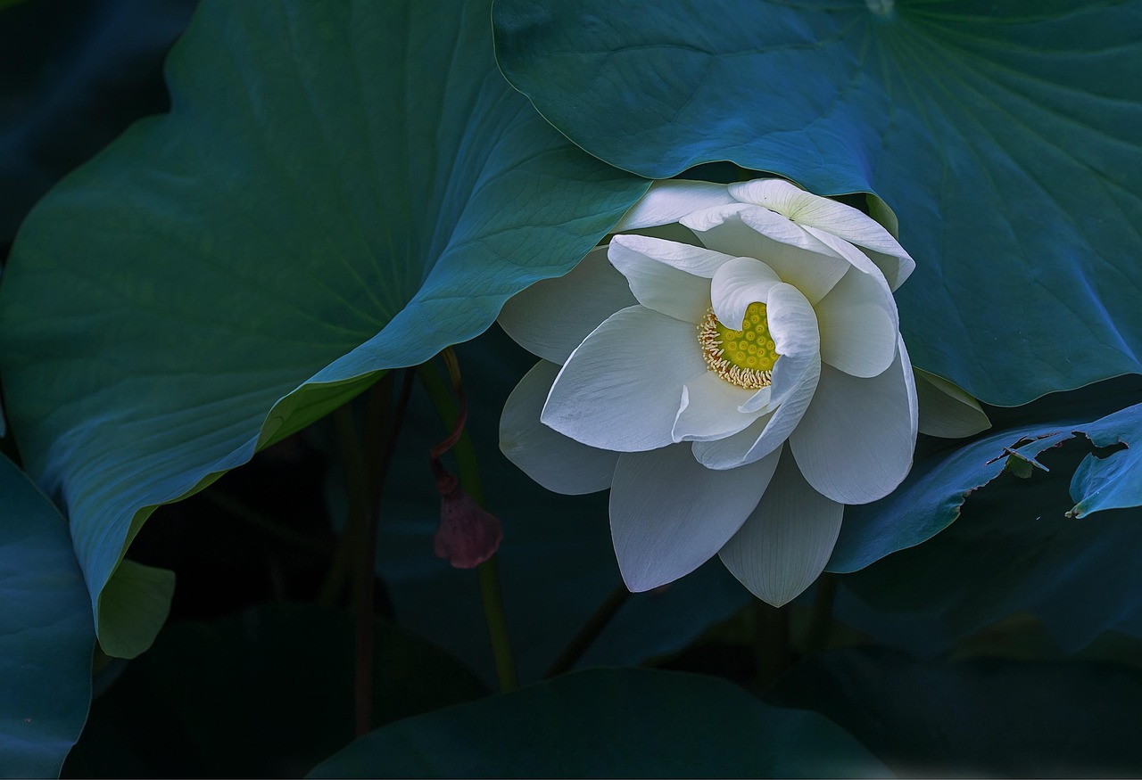 有佛意关于昙花的诗句.有佛意关于昙花的诗句吗