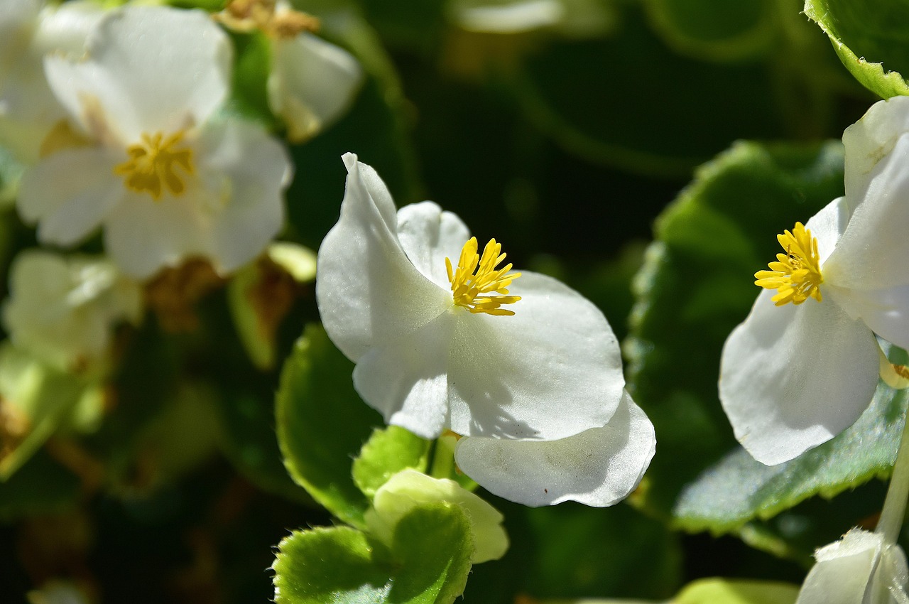 「植物学：《植物的“智慧”》」〃植物的智慧马炜梁pdf
