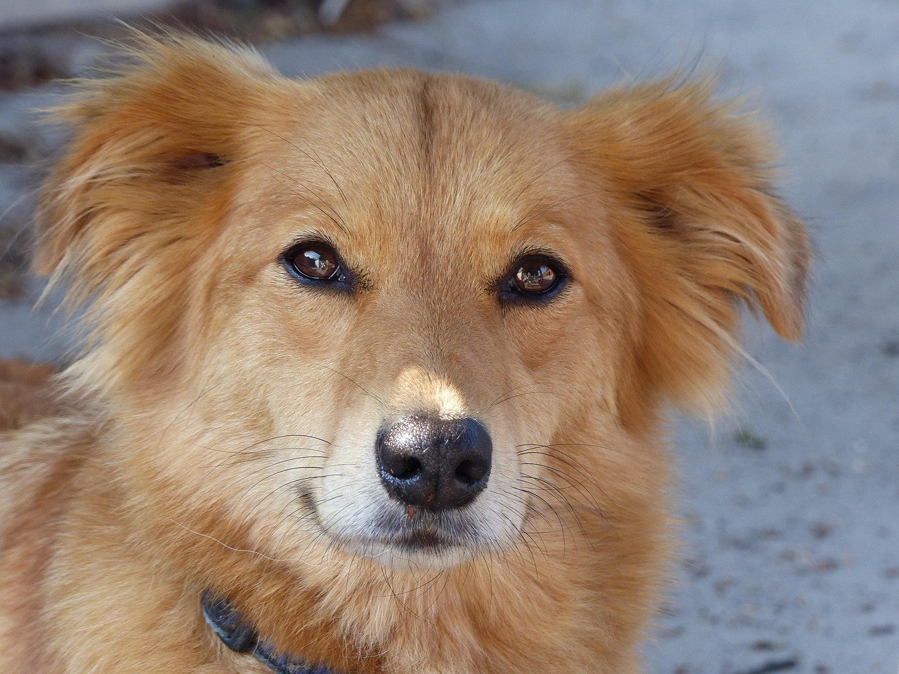 「被狗咬了40多天了、得狂犬病概率高吗？」〃狗咬伤42天狗没死