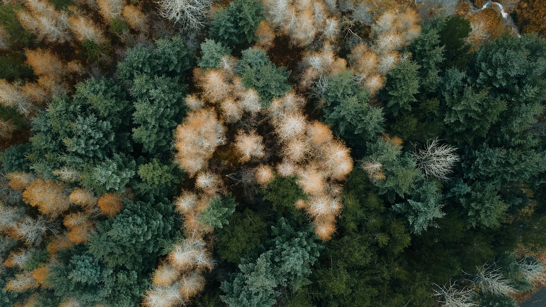 地球上植物有多少种？.地球上植物种类繁多