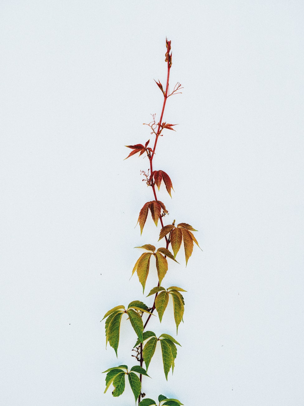 「植物是怎么生长的小报」〃植物生长过程小报怎么画