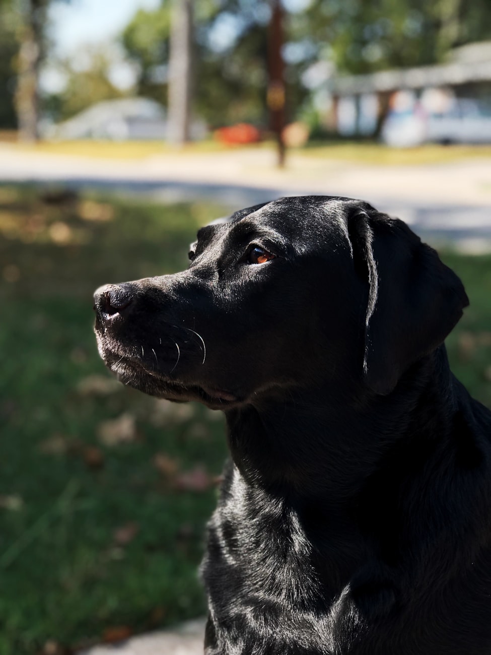 世界优秀猎犬排名前十〃世界级猎犬品种有哪些