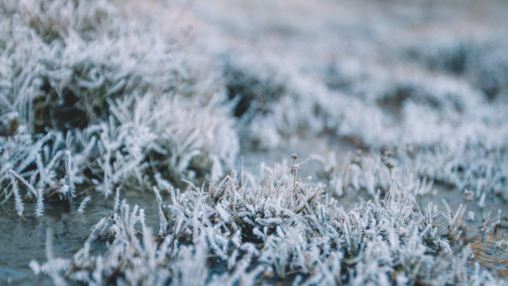 粉红雪山的花语是什么？︰(粉红雪山是玫瑰吗)
