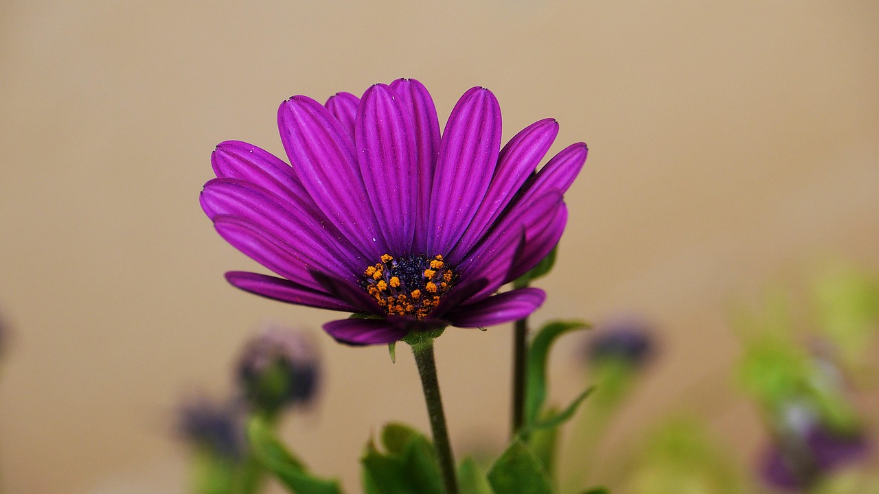 这是什么花卉〃百度这是什么花 这是什么花卉〃百度这是什么花