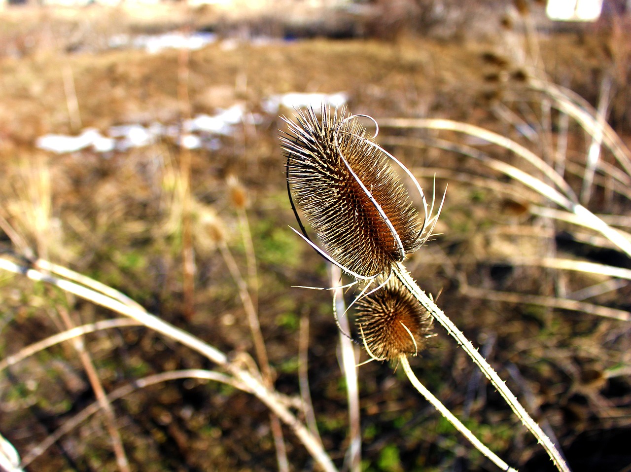 兰花干尖怎么办︰(兰花干尖需要剪掉吗) 兰花干尖怎么办︰(兰花干尖需要剪掉吗)