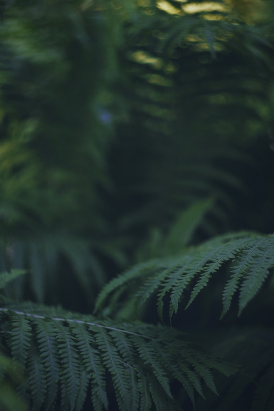 关于植物繁茂的诗句︰(关于植物繁茂的诗句或名言)
