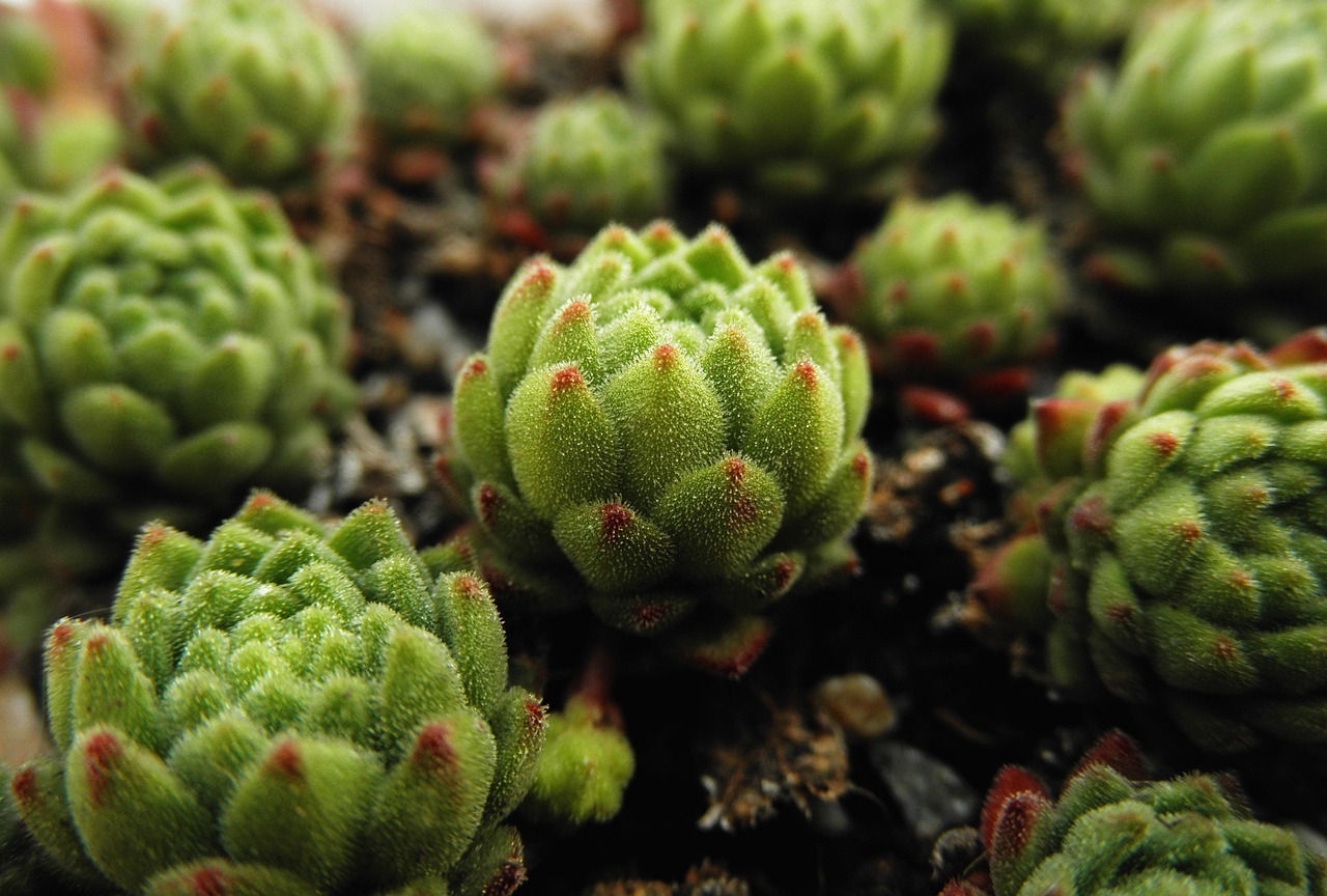 一年生植物和多年生植物有什么不同?-植物有一年生两年生和多年生的 一年生植物和多年生植物有什么不同?-植物有一年生两年生和多年生的