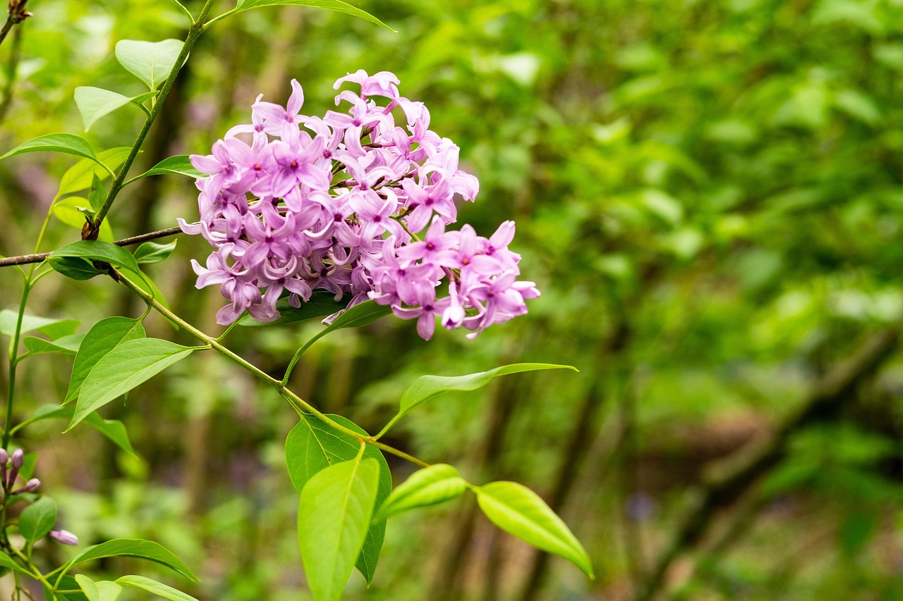 丁香花的资料？〃丁香花的资料有哪些