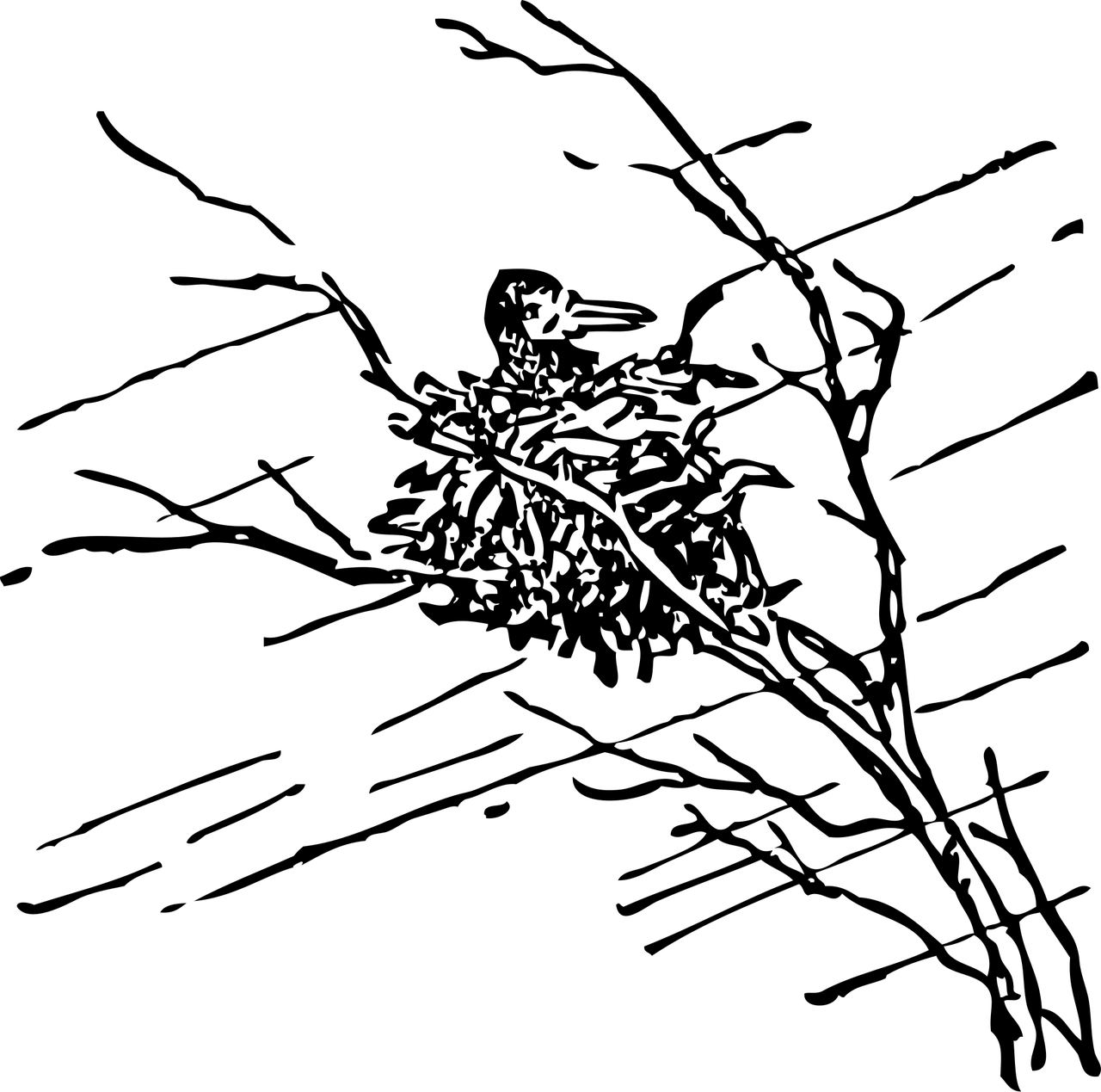 「生物可以按照什么分类」〃生物可以分为哪几大类