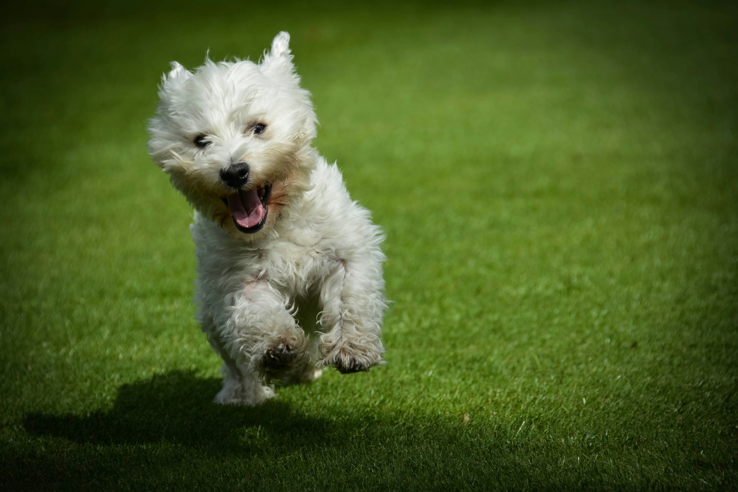“前十最小小型犬” 前十最小小型犬搏美犬？