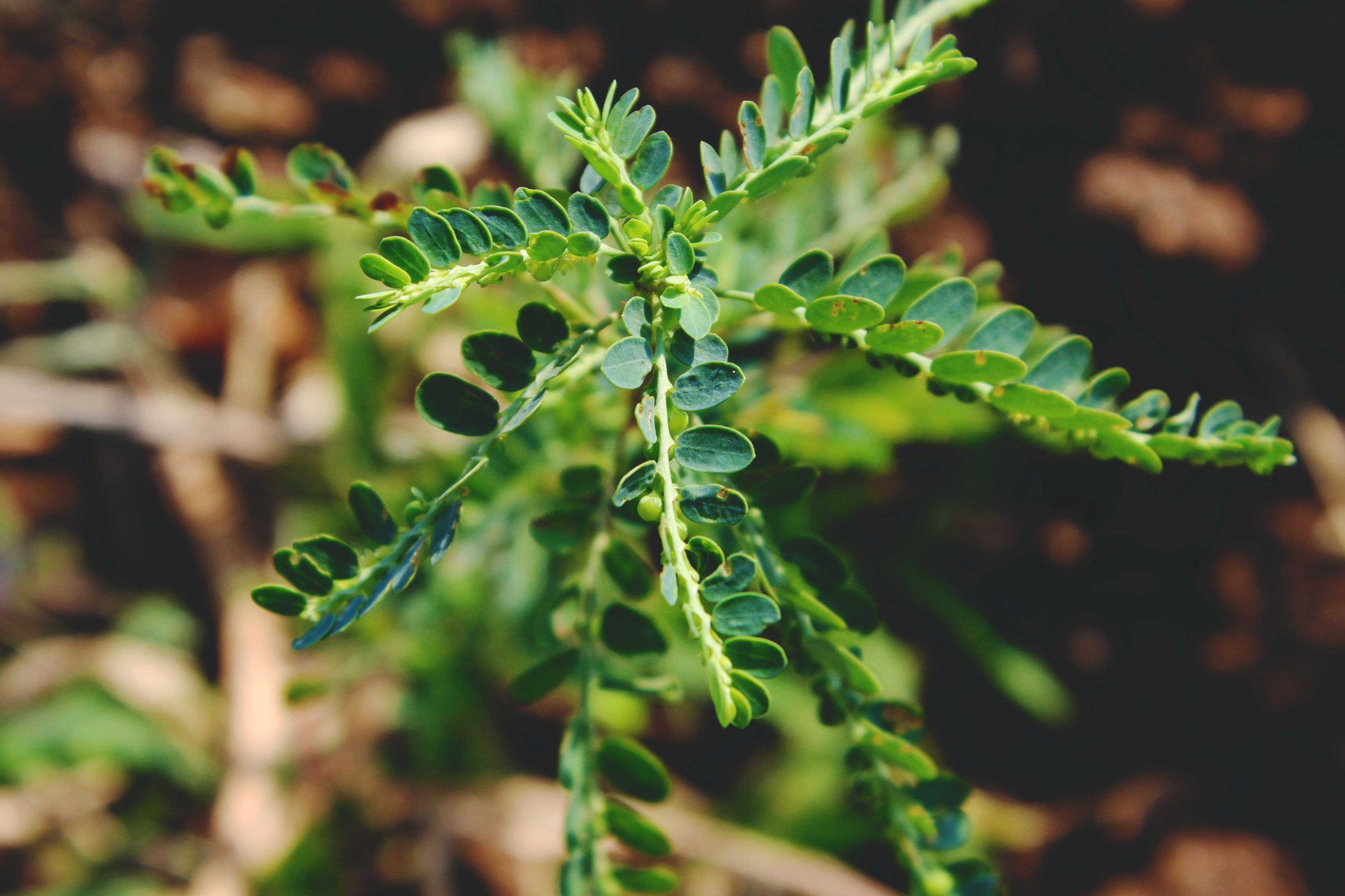 【植物生长变化过程篇/植物生长的6个过程怎么写】 【植物生长变化过程篇/植物生长的6个过程怎么写】