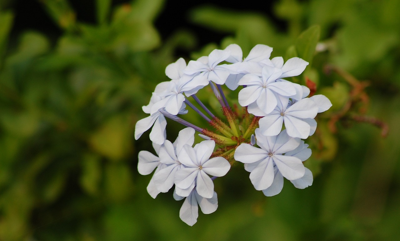 “如何系统学习植物鉴定？” 植物检测？