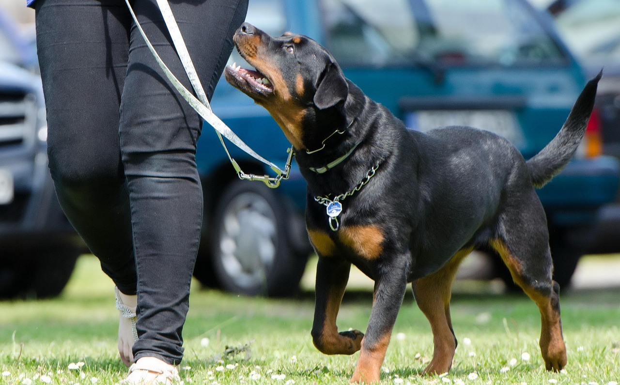 白天鹅能不能私人饲养〃白天鹅养殖场 白天鹅能不能私人饲养〃白天鹅养殖场