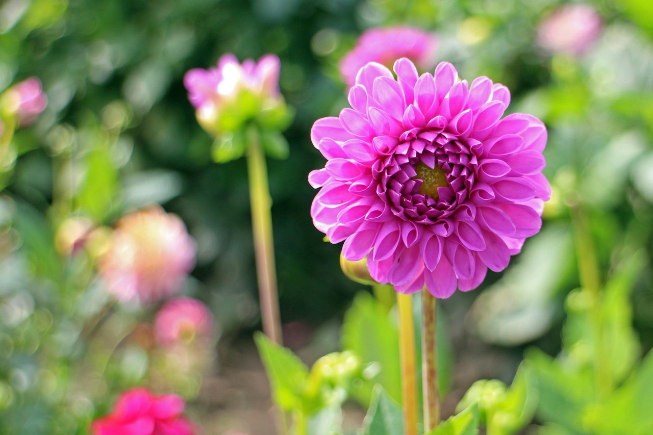 花材的分类.花材形态分类 花材的分类.花材形态分类