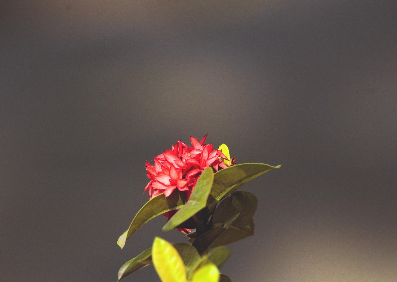 小阳台向阳适合种什么花和植物,小阳台花草布置图片大全