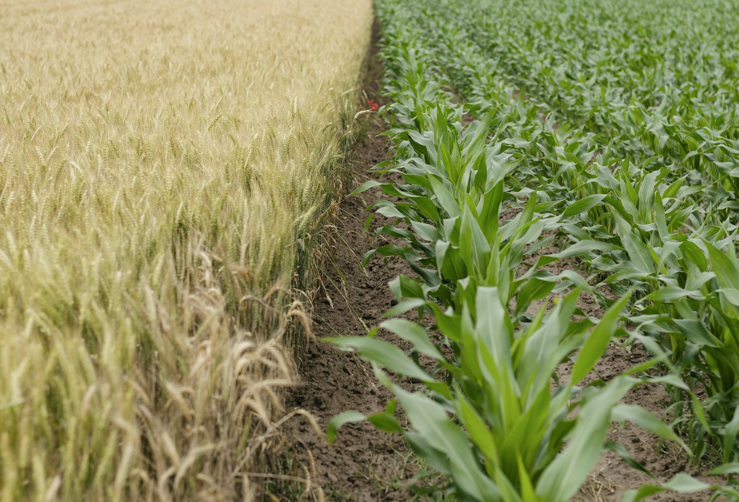 长在田里的野菜有哪些长在田地里的野菜.长在田间地头的草药 长在田里的野菜有哪些长在田地里的野菜.长在田间地头的草药