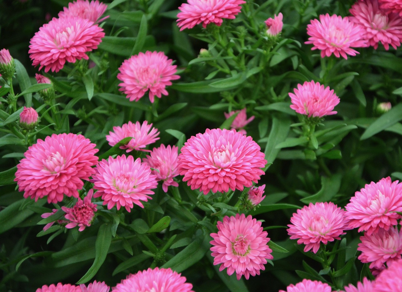 【常见的花坛花卉的种类/花坛绿化植物品种】 【常见的花坛花卉的种类/花坛绿化植物品种】