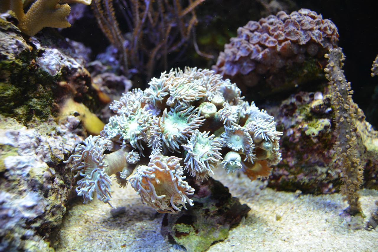 【前十最美丽的海洋生物/前十最美海洋动物】 【前十最美丽的海洋生物/前十最美海洋动物】