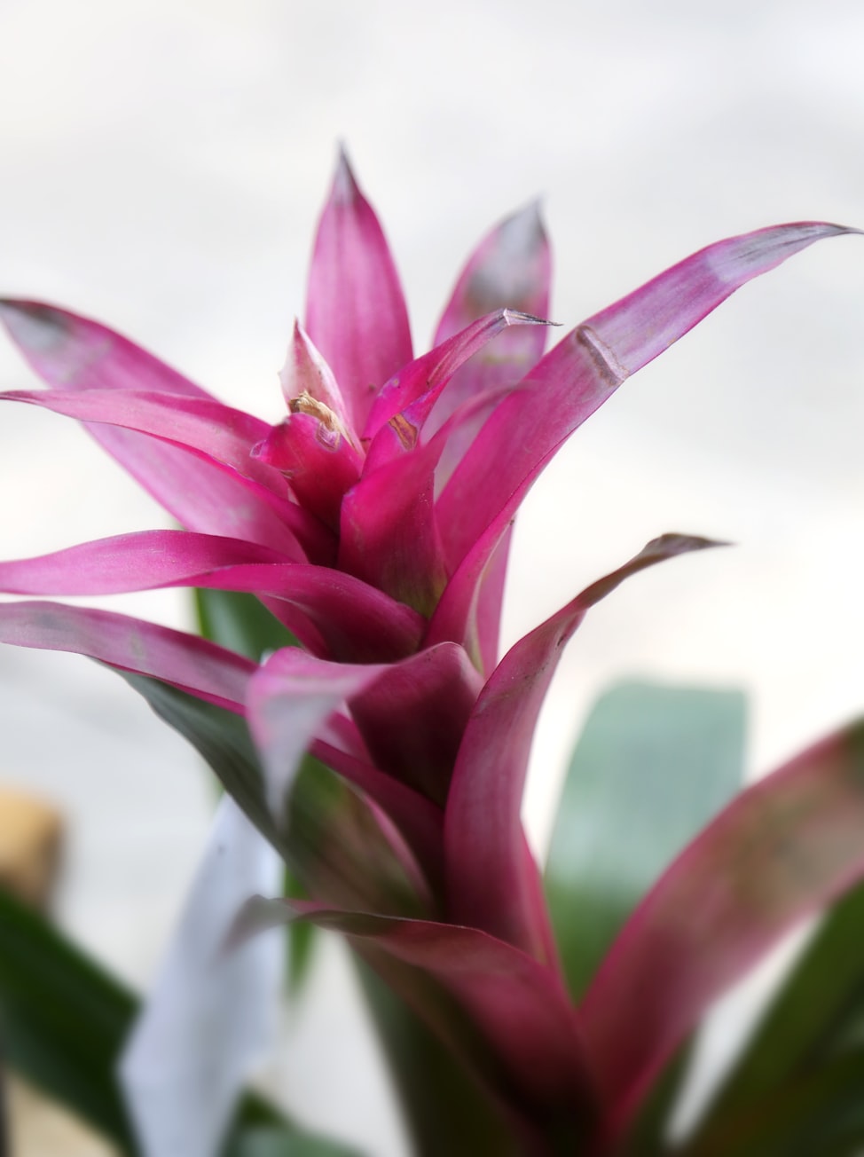 十种最旺家宅的花排名(家里最旺财的花卉大全),旺宅花卉有哪些 十种最旺家宅的花排名(家里最旺财的花卉大全),旺宅花卉有哪些