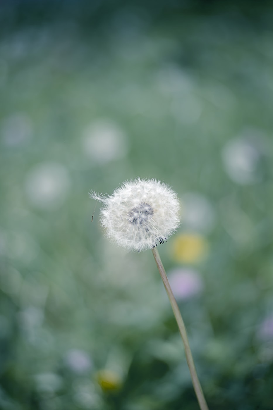 【神奇的,植物/世界上神奇的植物】