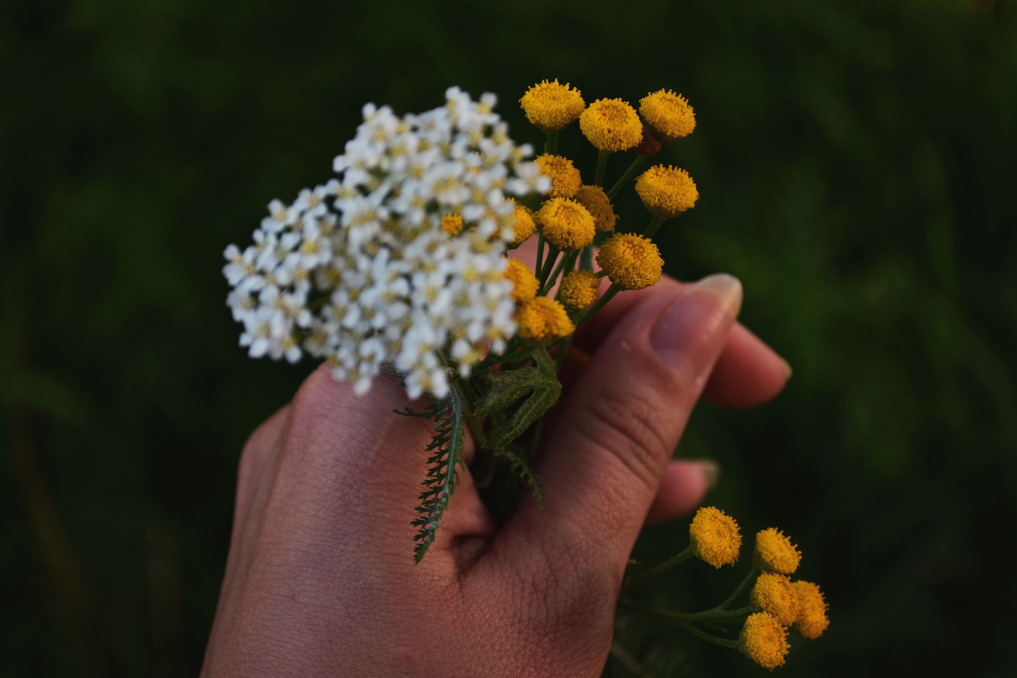 「多肉的生长季节」〃多肉的生长季节是哪个季节
