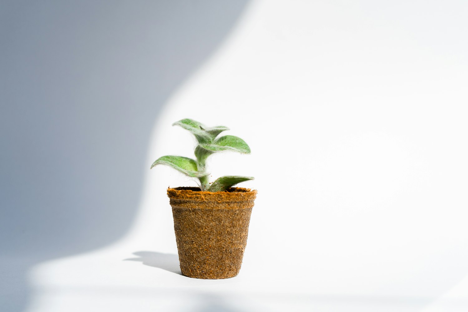 60种盆栽植物名称︰(盆栽种类大全) 60种盆栽植物名称︰(盆栽种类大全)