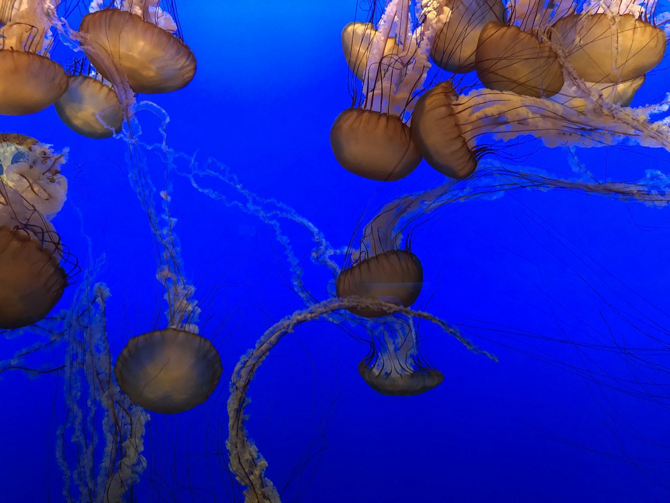 八年级上册生物无脊椎动物手抄报-八年级生物11种动物