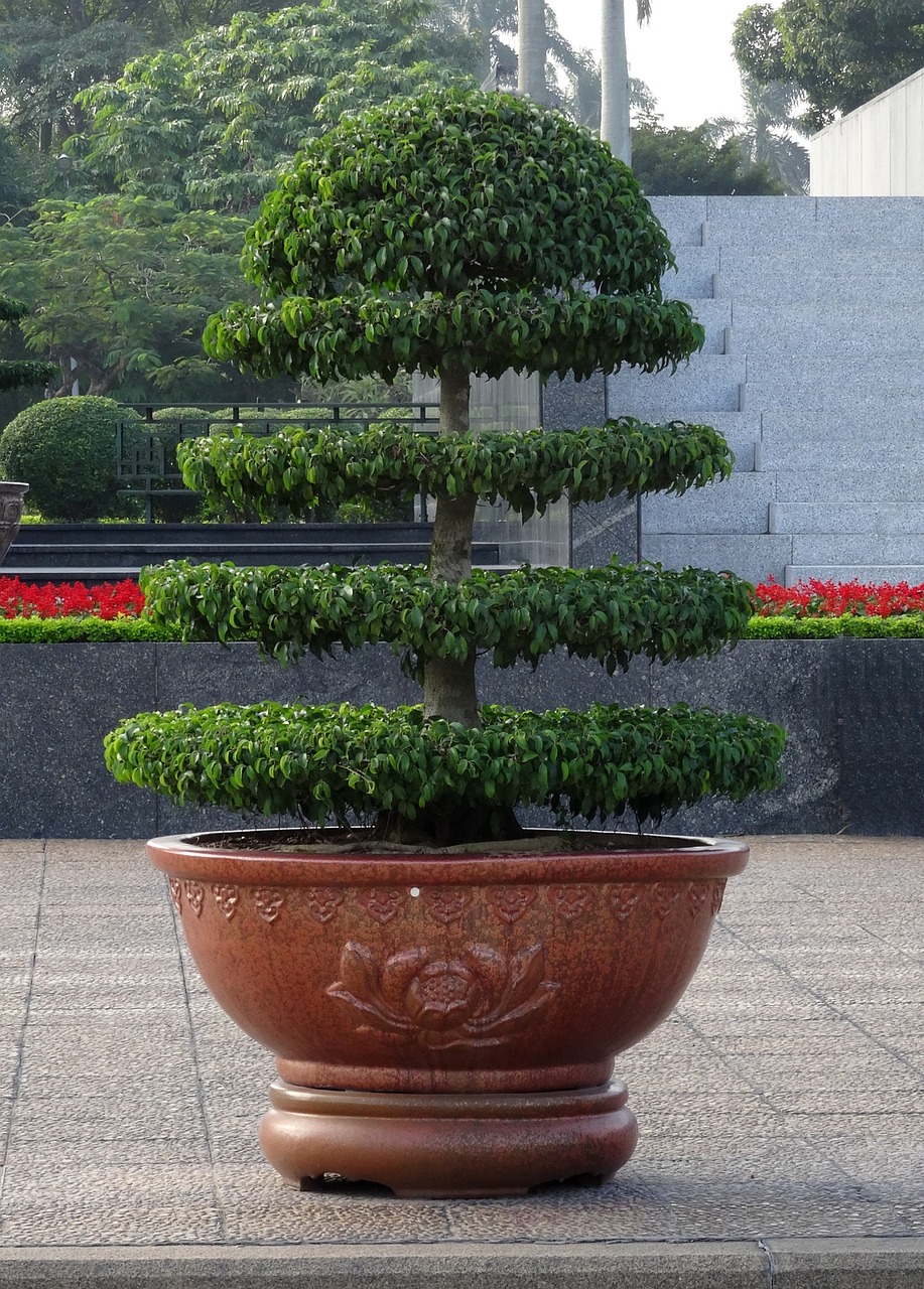 「我家的桂花树为什么四年不开花?」〃桂花树几年了为什么不开花 「我家的桂花树为什么四年不开花?」〃桂花树几年了为什么不开花