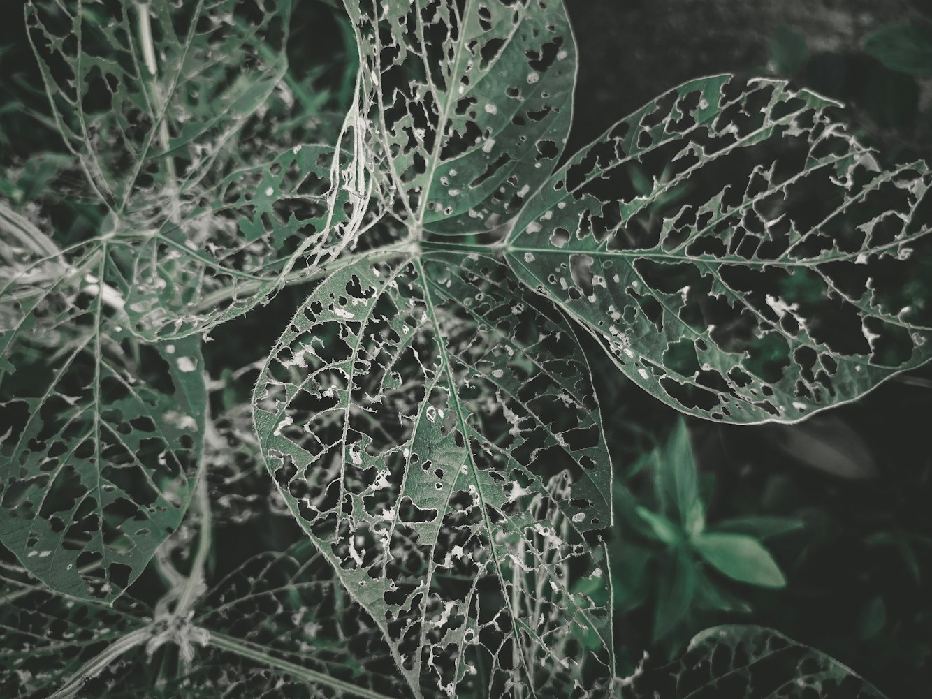 【植物细胞七个结构及功能/植物细胞七个结构及功能特点】 【植物细胞七个结构及功能/植物细胞七个结构及功能特点】