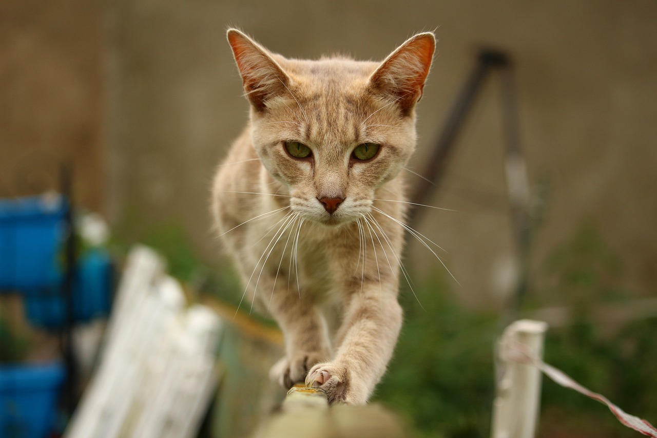 「猫的身体特点都有哪些」〃猫的身体特点都有哪些呢