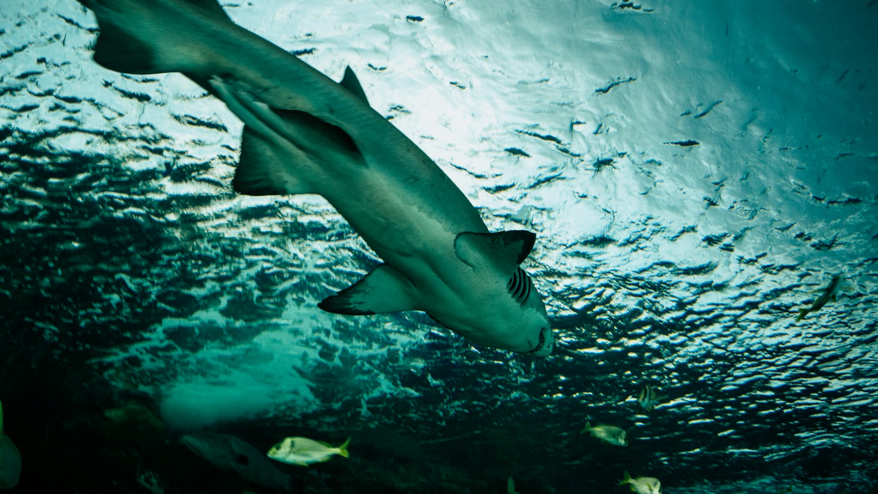 上海海洋水族馆详细介绍,上海海洋水族馆景点介绍 上海海洋水族馆详细介绍,上海海洋水族馆景点介绍