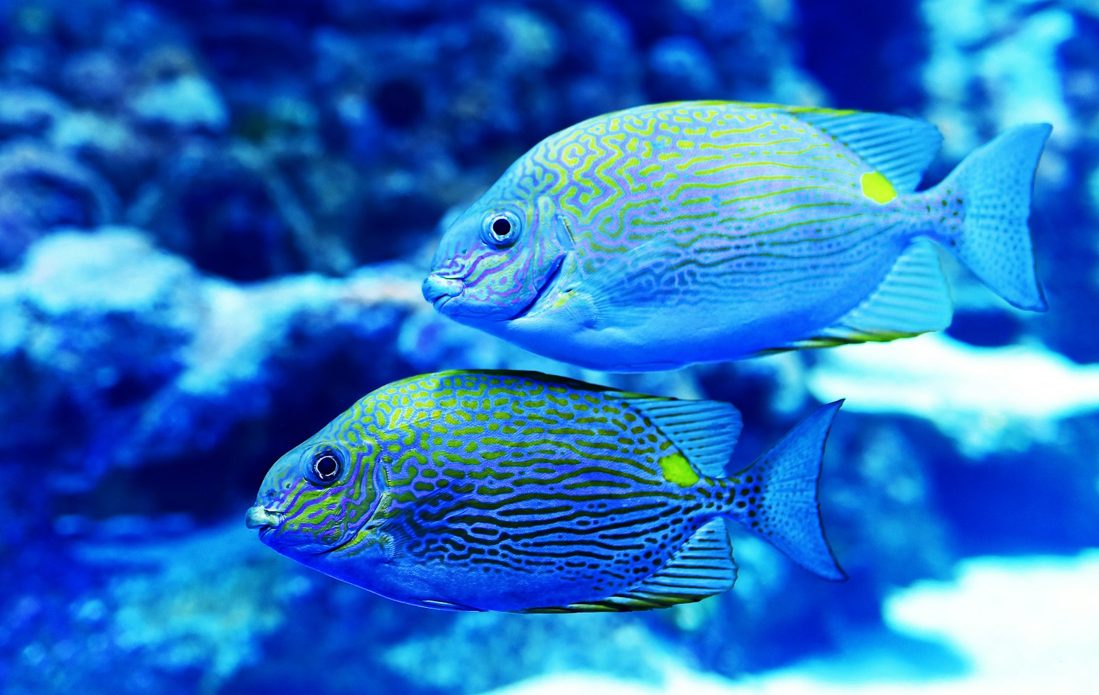 上海海洋水族馆详细介绍,上海海洋水族馆景点介绍 上海海洋水族馆详细介绍,上海海洋水族馆景点介绍