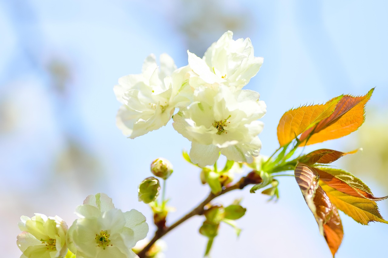 哪里的龙芽草比较好,龙芽草好种吗