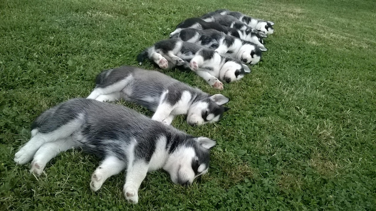 养猫家里两层楼的要每层楼都放厕所吗,养猫住在高层是说封窗吗还是什么