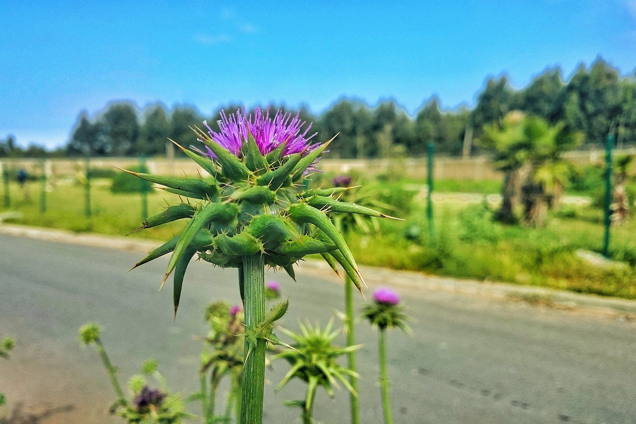 “求植物的学名” 100种植物的学名？