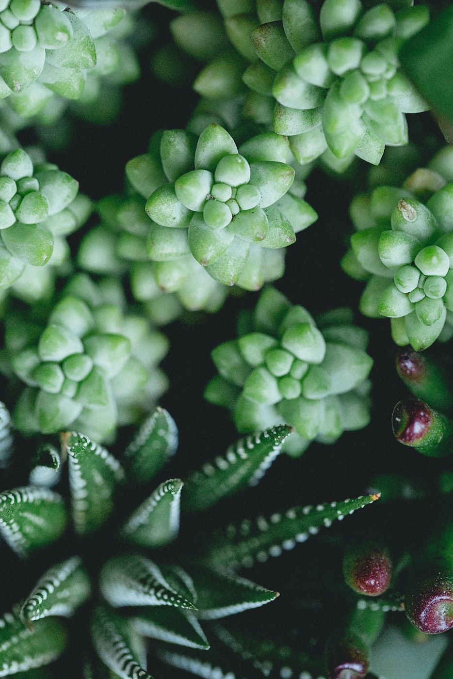 「植物各类群的主要特征是什么-」〃植物的类群有哪些 「植物各类群的主要特征是什么-」〃植物的类群有哪些