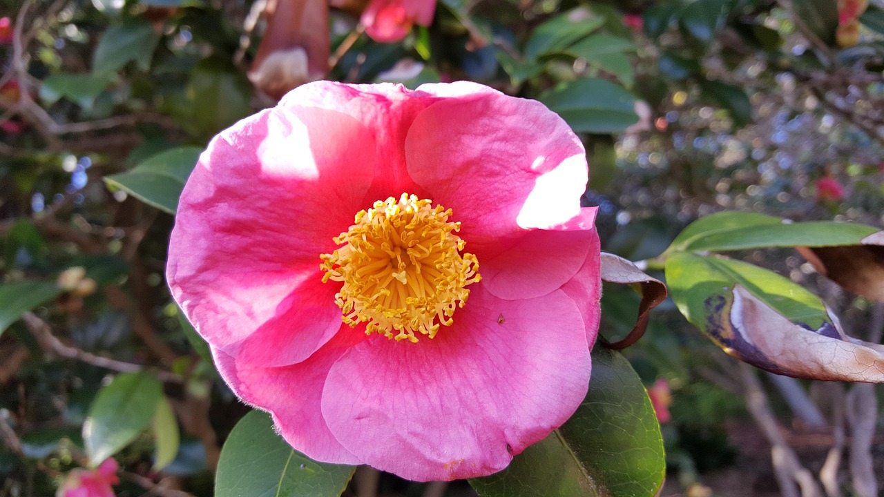 「茶花是四季开花吗」〃茶花是四季开花吗