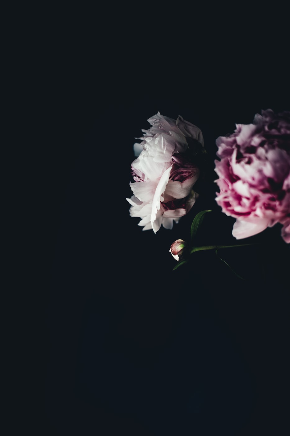 各种花的意象〃各种花的象征意义大全 各种花的意象〃各种花的象征意义大全