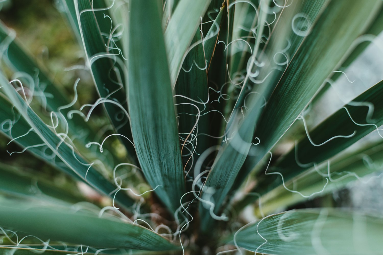 「绿色植物可以分为四大类群」〃绿色植物的定义