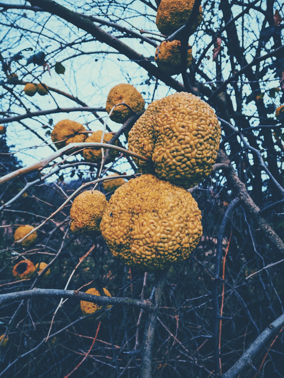 【有什么天然植物可作染色的？/可以用来染色的常见植物】