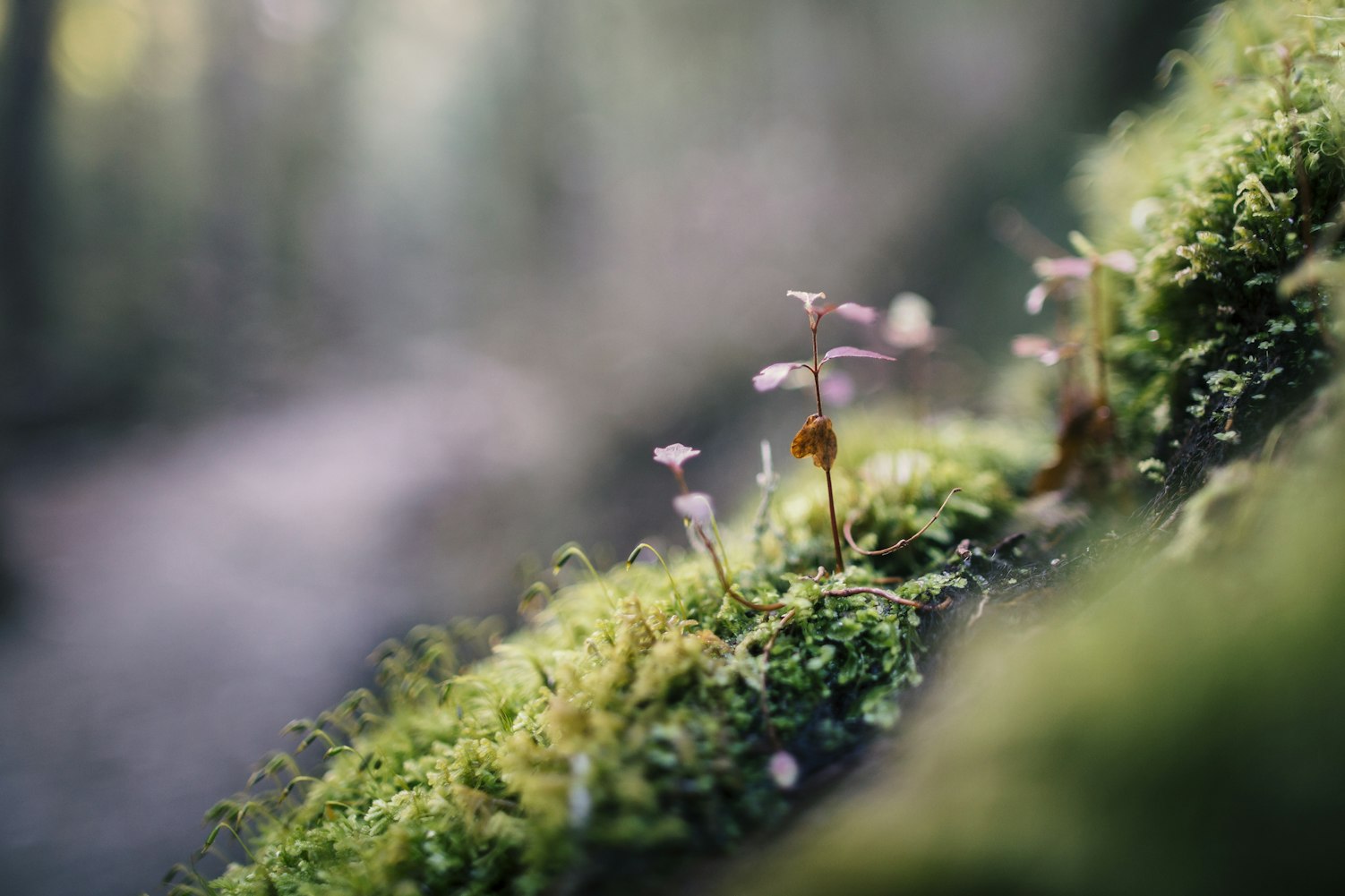 苔藓植物中什么可供食用的种类〃苔藓植物的代表植物