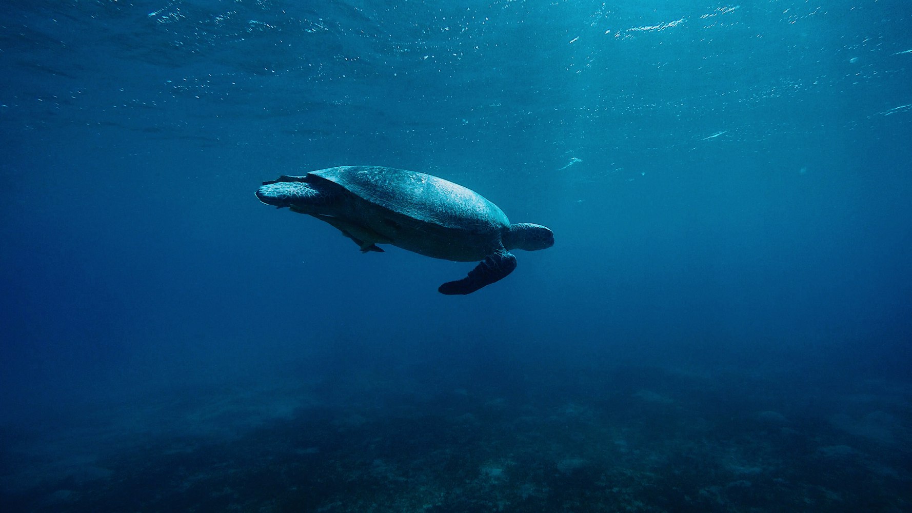 「史上最大的海洋生物」〃史上最大的海洋生物有多大