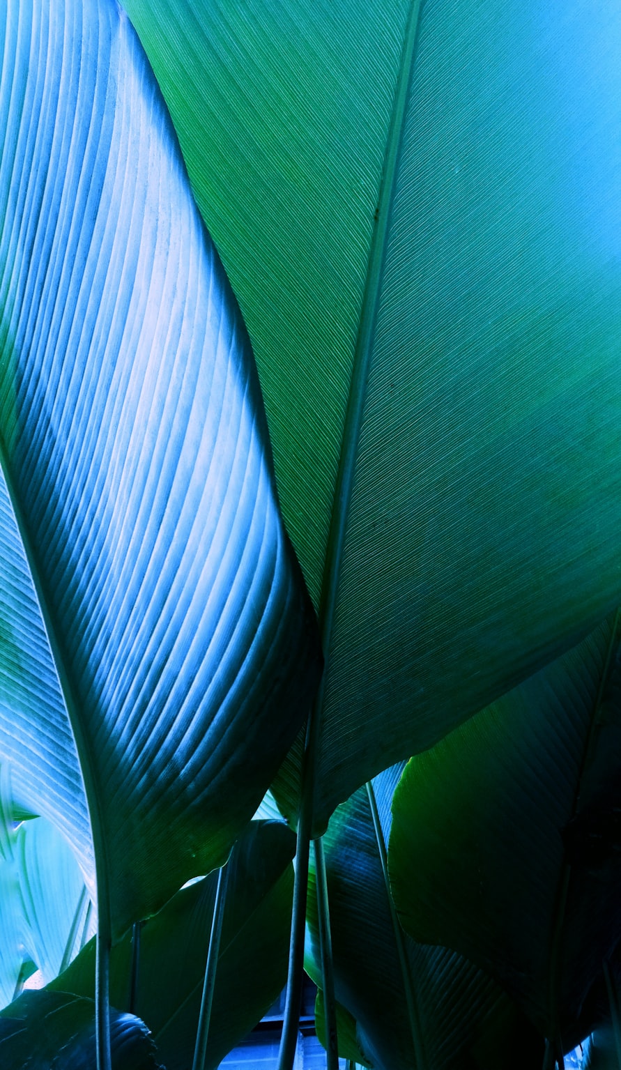 生物圈中有哪些绿色植物思维导-生物圈中的绿色植物概念图 生物圈中有哪些绿色植物思维导-生物圈中的绿色植物概念图