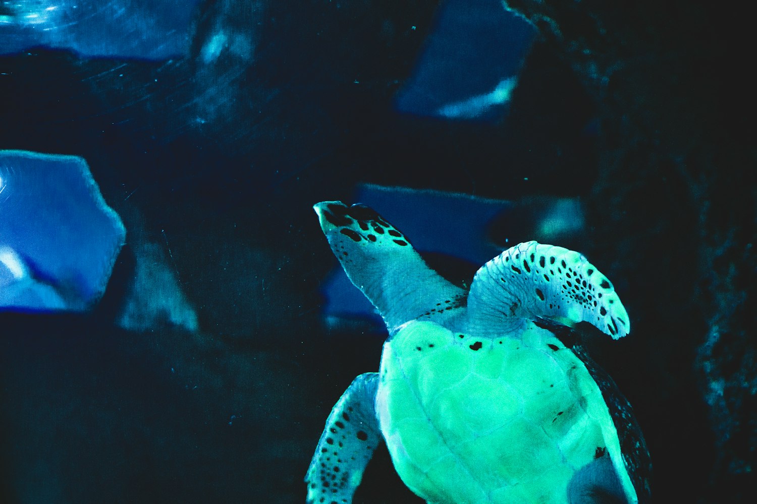 上海海洋水族馆详细介绍〃上海海洋水族馆怎么样好玩吗 上海海洋水族馆详细介绍〃上海海洋水族馆怎么样好玩吗