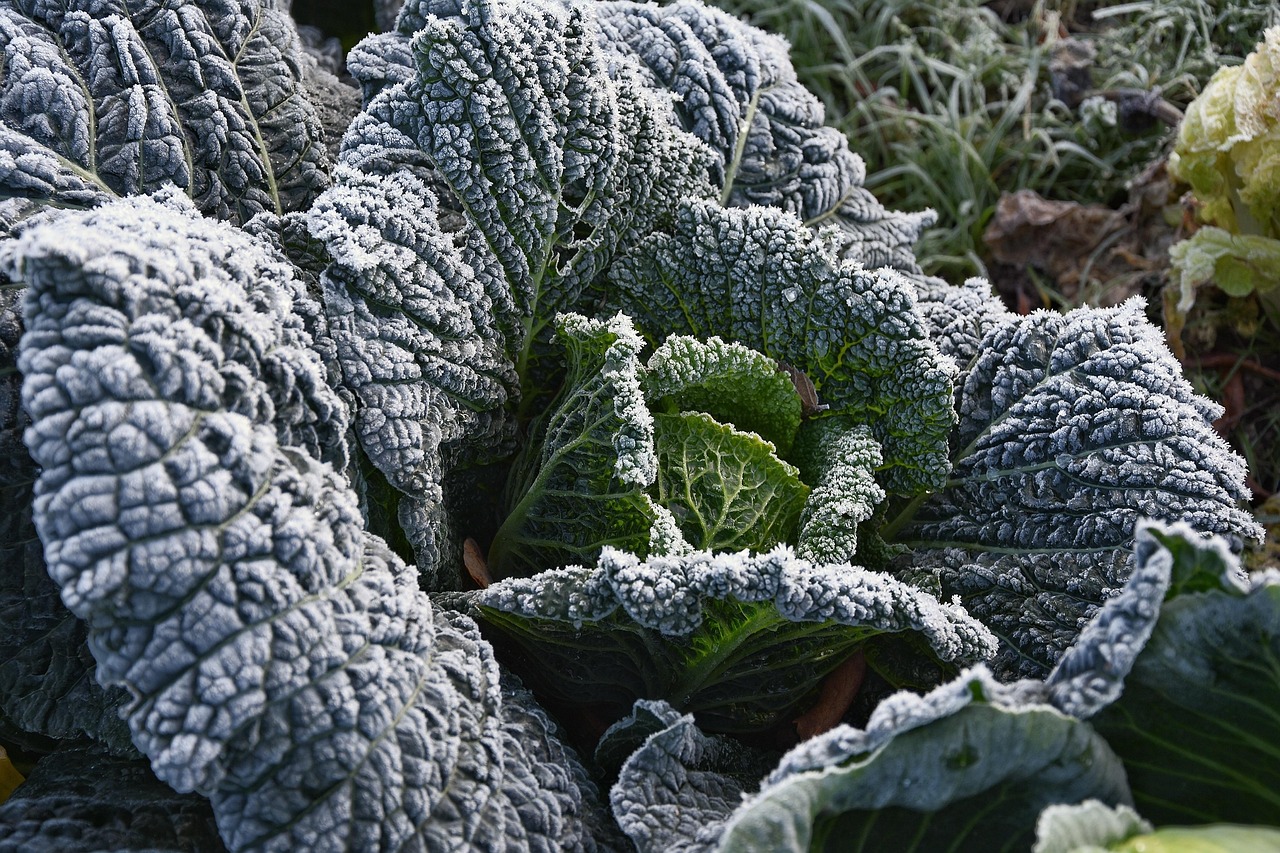 “新疆适合种植什么药材？	” 新疆种植什么最赚钱？
