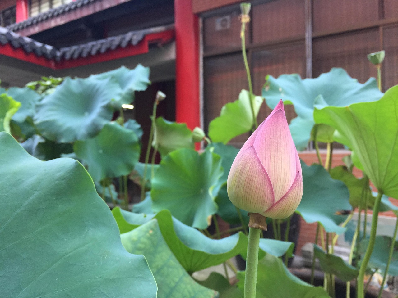 荷花的三个特点︰(荷花三个特点四年级)