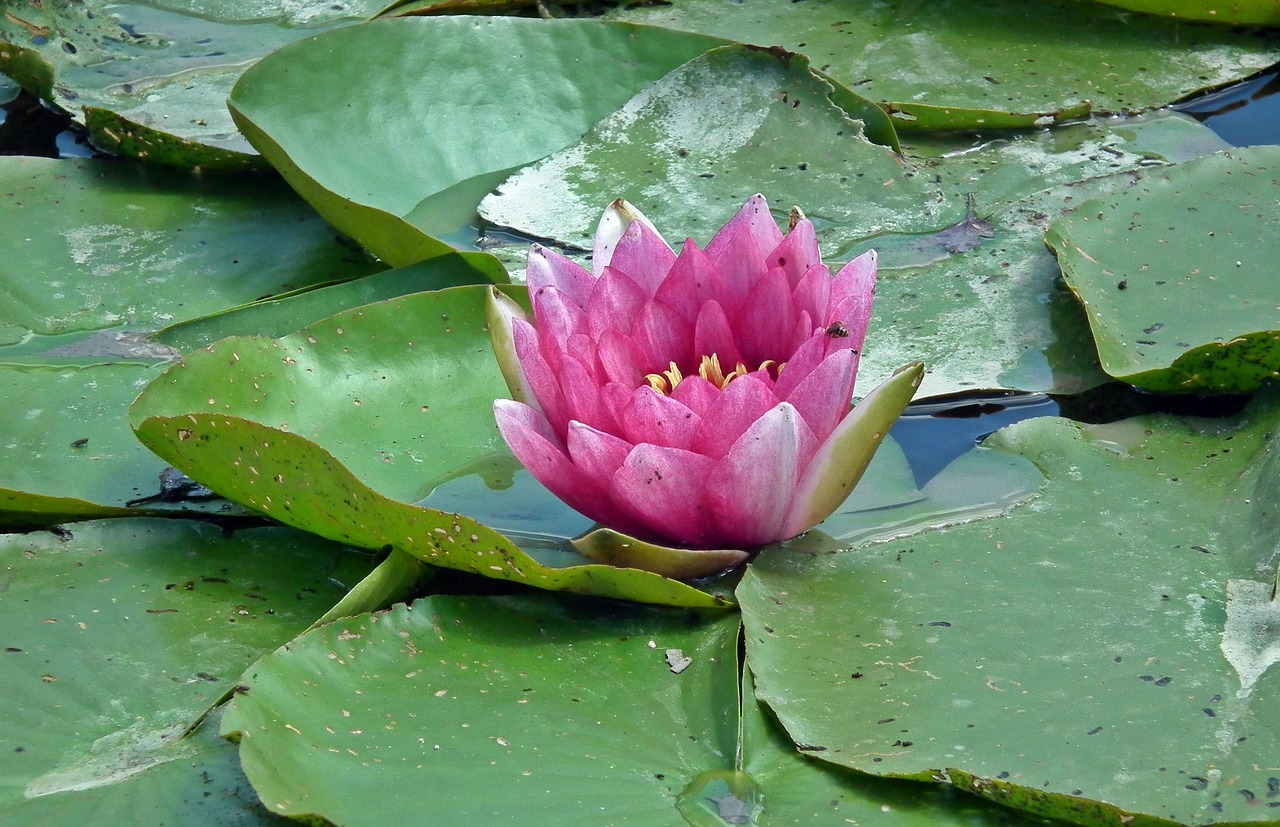 各种花的花语和含义︰(各种花花语是什么意思)