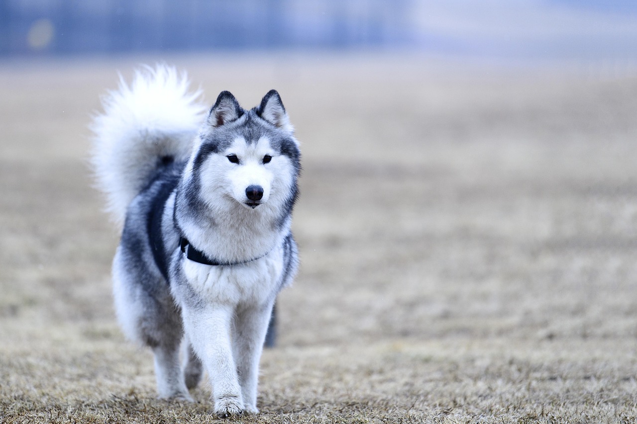 世界上最厉害的前十犬科动物-,前十最强犬科动物排名