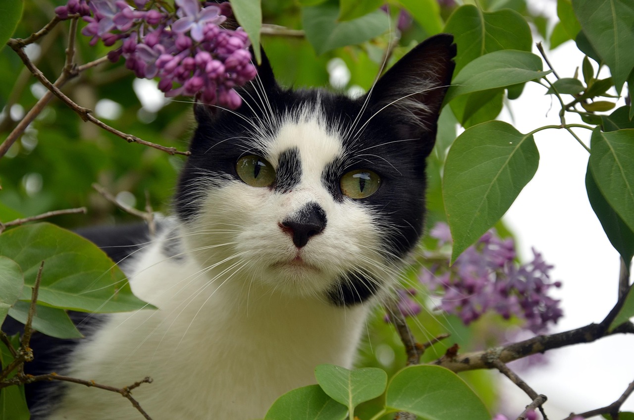 有哪些猫是比较便宜还好养的?-便宜又好看的猫 有哪些猫是比较便宜还好养的?-便宜又好看的猫