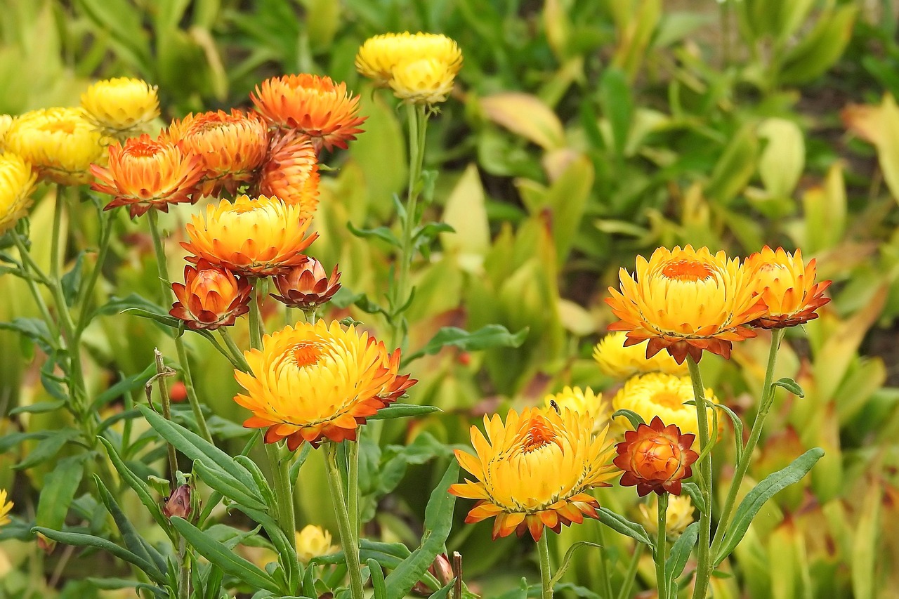 花材的分类〃常见花材名称 花材的分类〃常见花材名称